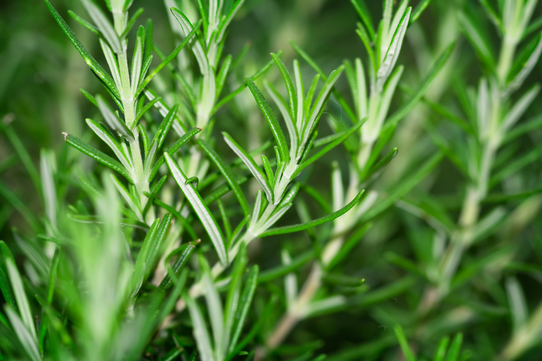 Rosemary Oil