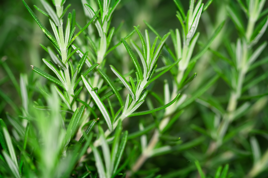 Rosemary Oil