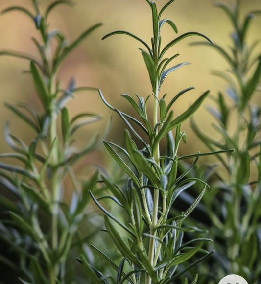 Best Rosemary Oil for Hair Growth