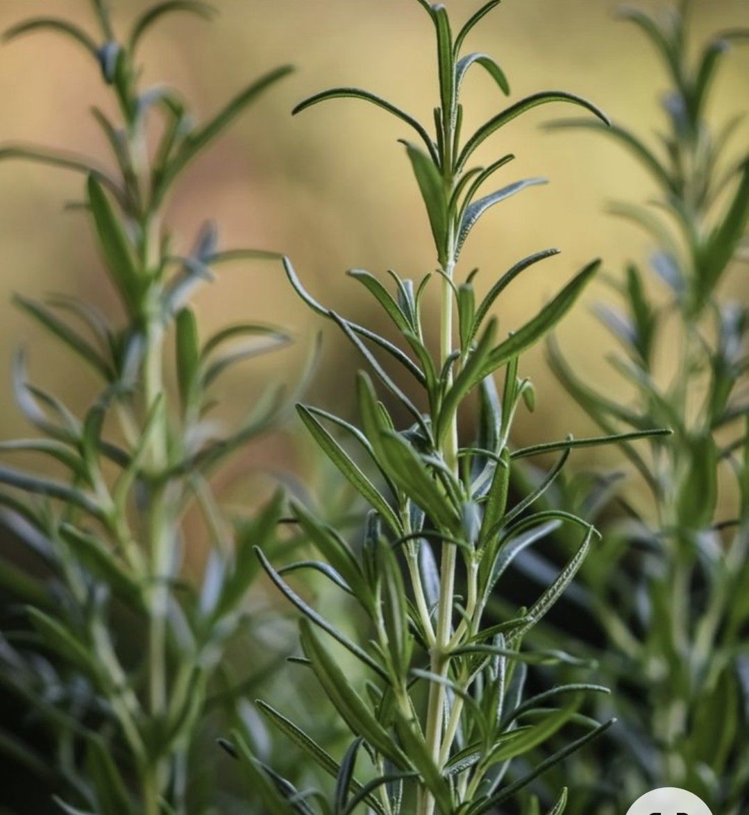 Fresh rosemary sprigs, the key ingredient in Organic Growth Oil for hair