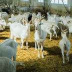 Goat's Milk