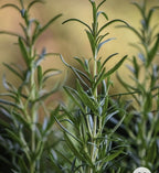 Rosemary Oil